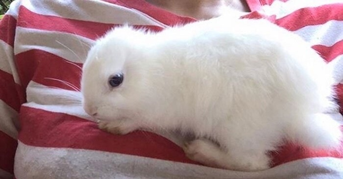 Bunny born. Заяц без ушей. Безухий кролик. Кролик без ушка. Зайка без ушей.