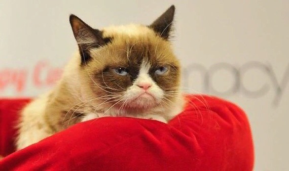 The famous meme cat, whose real name is Tardar Sauce, as it became known today, has died at the age of 7, leaving millions of fans behind. - Tricolor cat, Longpost, Grumpycat, cat, Memes, Grumpy cat, Death