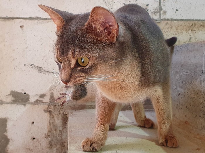 Vesta on the hunt - My, Abyssinian cat, cat, , Samsung Galaxy S10, Hunting, blue, Longpost