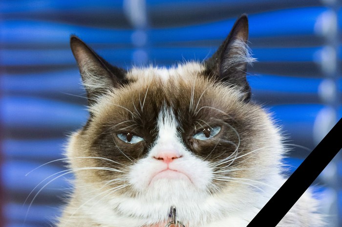 Grumpy cat - , Mourning, Internet, Memes, cat