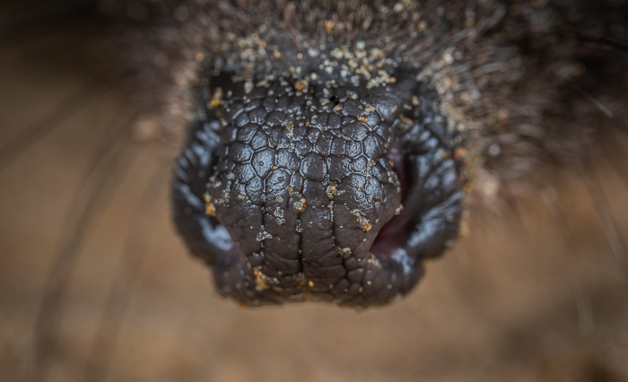 hedgehog nose - My, Macrohunt, Macro, Hedgehog, Sestroretsk, Beach, Nose, Eyes, Mp-e 65 mm, Longpost, Macro photography