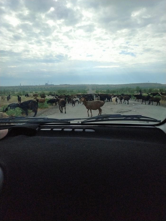 When you're late for work... - My, Uzbekistan, Rams, Shepherds, Shepherd, Longpost