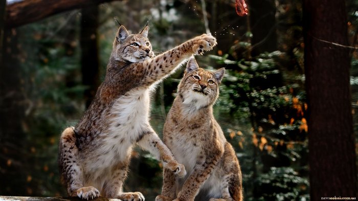First straight, then left. - Lynx, Forest, , Animals, Cat family, Small cats, The photo, Gestures