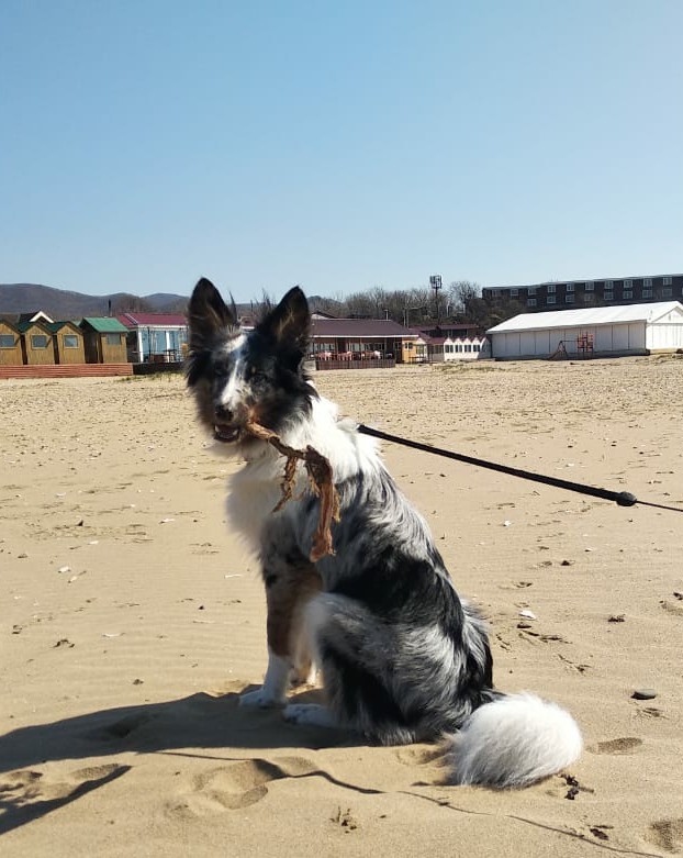 A little daily happiness. - My, Dog, Border Collie, Walk, Milota, Longpost