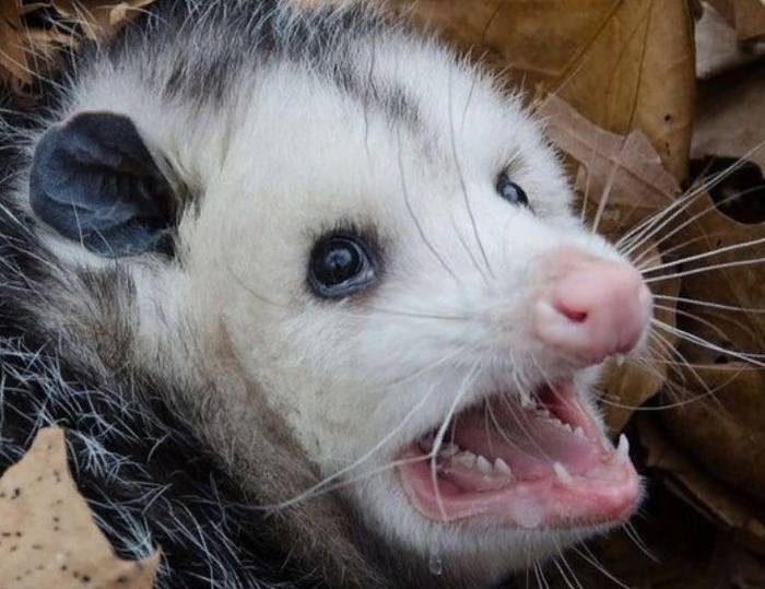 Opossum - Opossum, Crying loudly