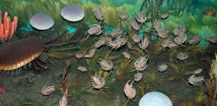Oxygen became fuel for the Cambrian explosion - Evolution, , Cambrian, Cambrian explosion