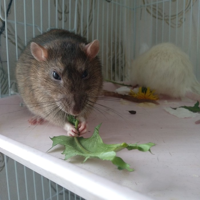 Dandelions - My, Decorative rats, Pets, Dandelion, Milota