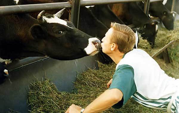 Austrian authorities urge citizens to stop kissing cows! - Animals, Cow, Humor, Kiss, Austria, Flash mob, Russia, Moscow