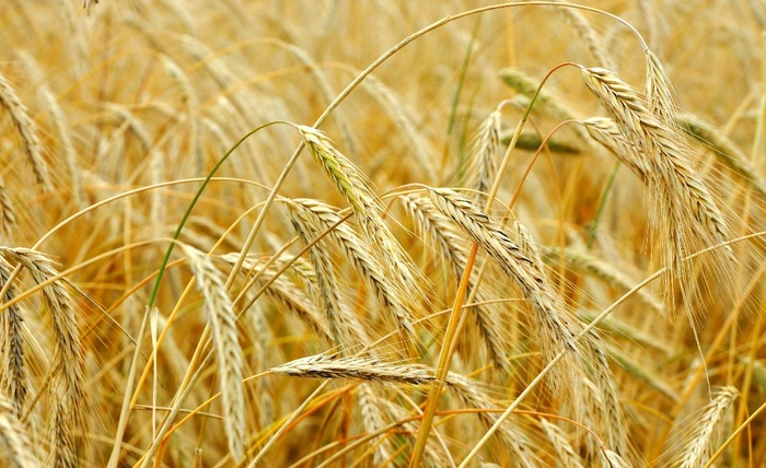 Первые зерновые культуры которые научились выращивать люди