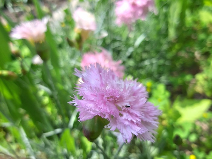 pink feathers - Carnation, Bloom, Longpost, My, Spring