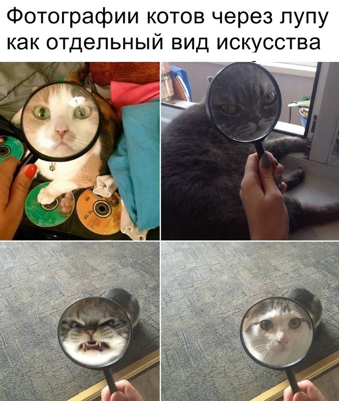 Для всех котоманов)