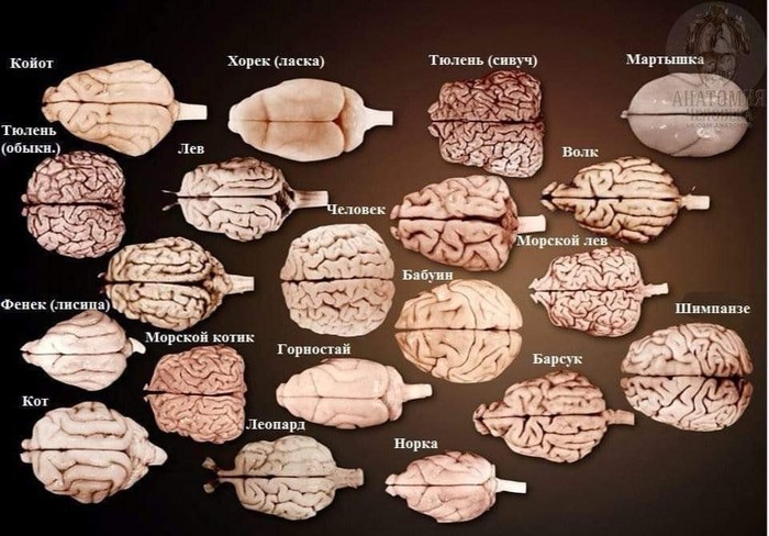 The brain of different animals and human for comparison. - People, Animals, Interesting, Facts, Brain, Biology