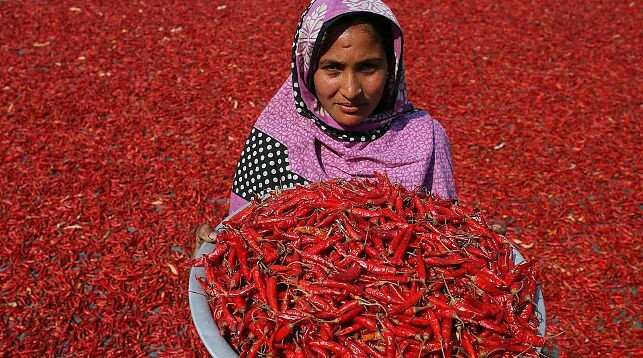 Perchik - Chile, India, Chilli, Harvesting, Longpost