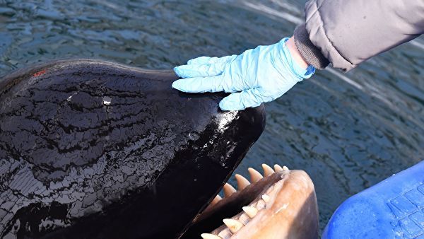 The owner of orcas from the whale prison does not intend to release animals into the wild - news, Animals, Mammals, Whale Prison, Businessman, Court, Риа Новости, Rosrybolovstvo, Video, Longpost, Businessmen