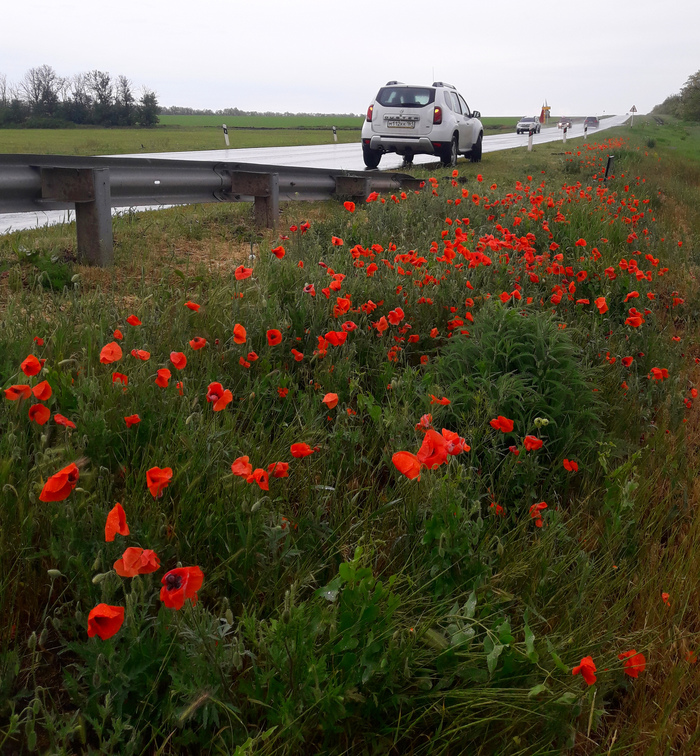 Beauty is near us. Macs on the track. Rostov region, Azov district. - My, Poppy, Track, Rostov region, , beauty