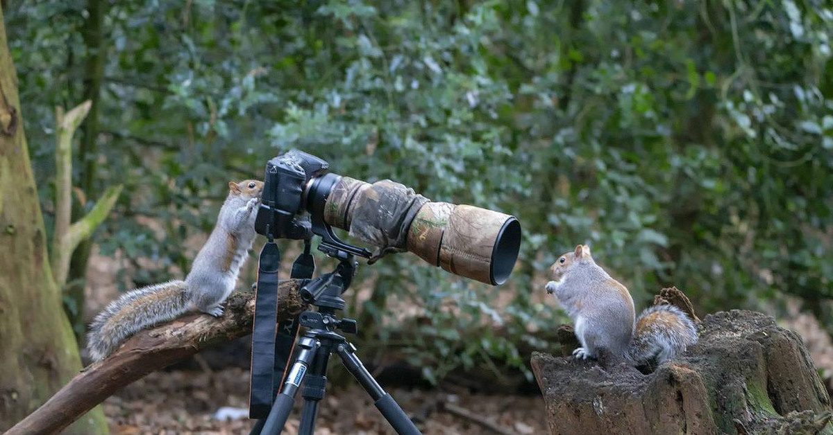 Фотографы дикой природы. Фотоохота. Смешной фотограф. Животное с фотоаппаратом. Фотоконкурс смешные животные.