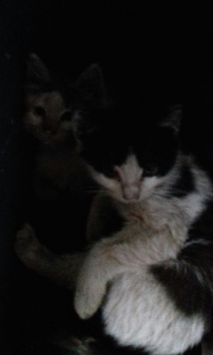 Kittens with factory settings (2nd try) - Kittens, Saint Petersburg, Text, The photo, Longpost, Catomafia, No rating, Help, In good hands, Looking for a home