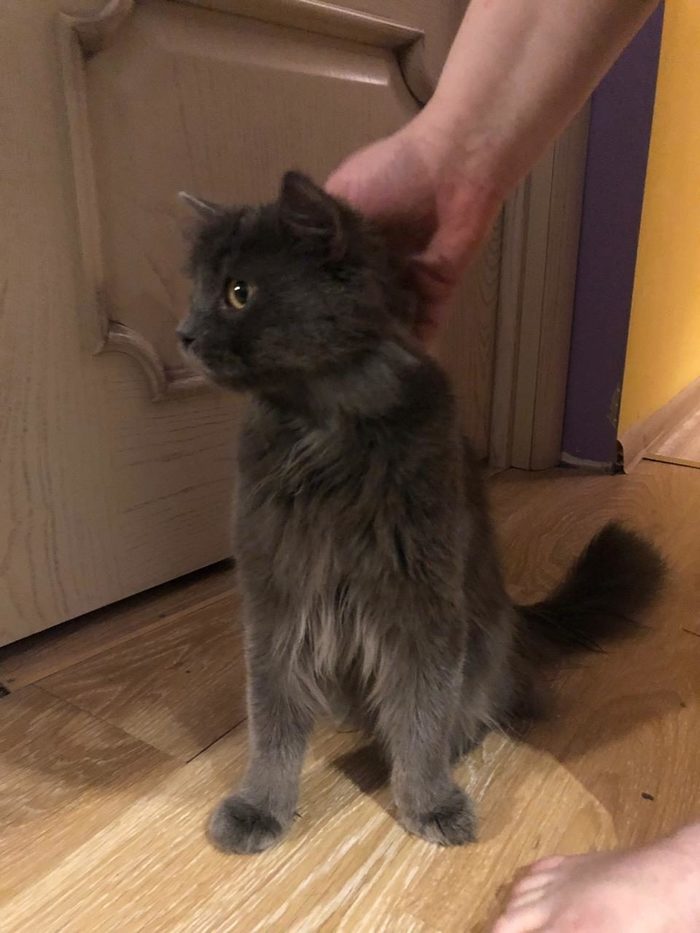 Thank you, Pikabu) Fluffy cat found his happiness) - cat, Joy, Longpost, No rating, In good hands