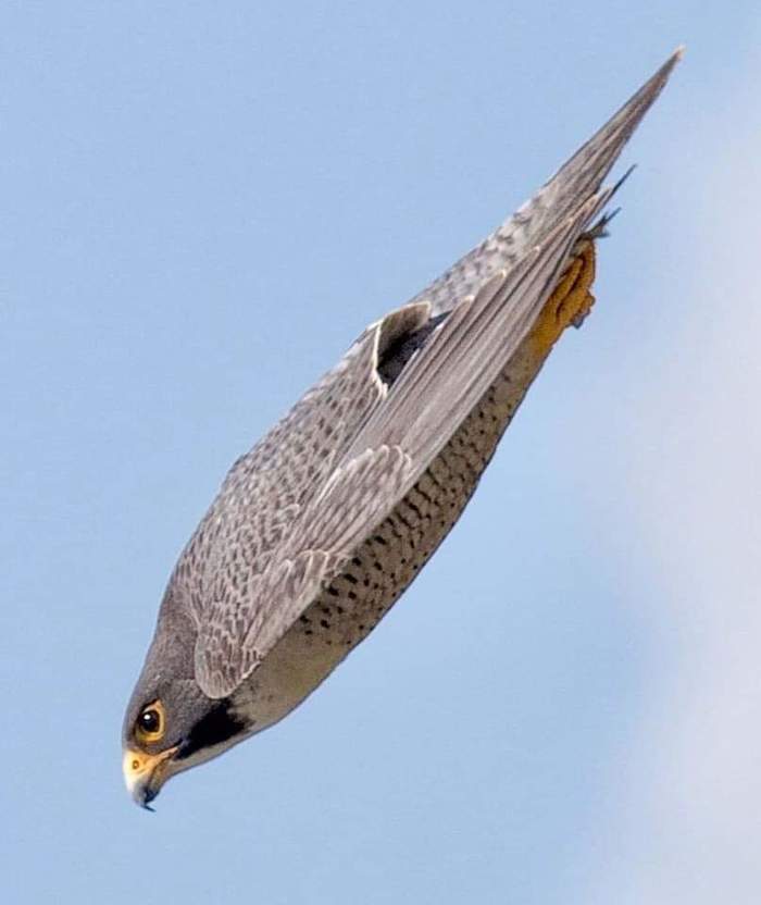 The peregrine falcon is the fastest bird in the world. In a swift dive flight, it is capable of reaching speeds of over 322 km / h, - Peregrine falcon, Speed, Wikipedia