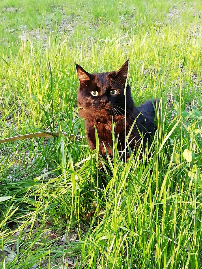 They gave an adult cat, For 12 years, they took him out for a walk for the first time). - My, cat, Bobtail, Walk, The photo