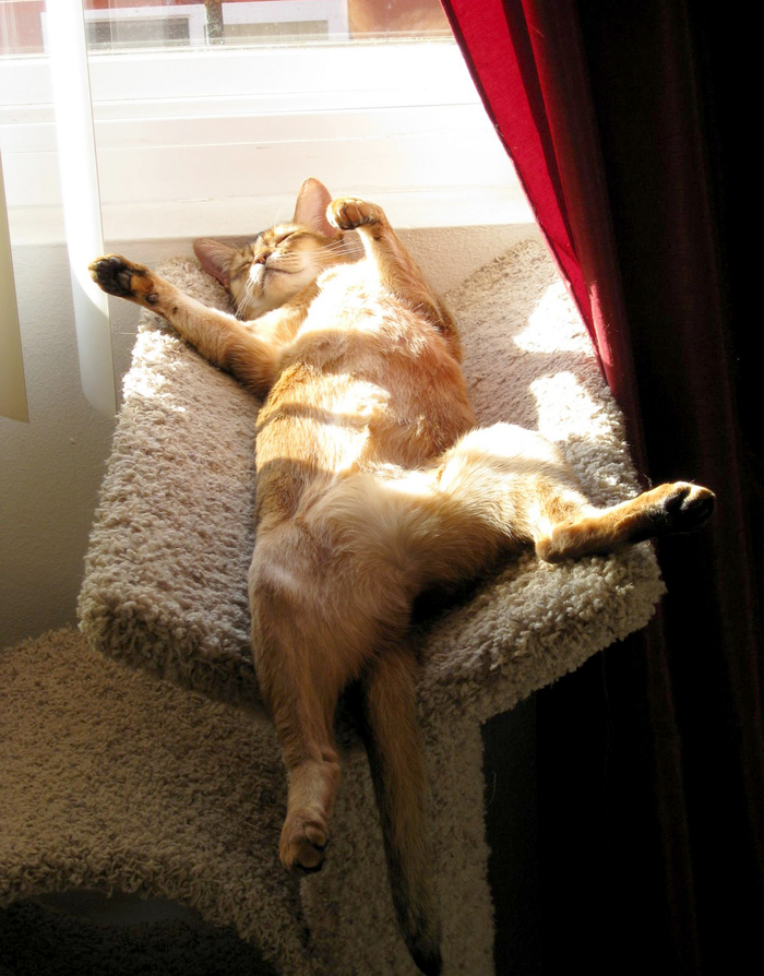 Warms the belly in the May sun) - May, cat