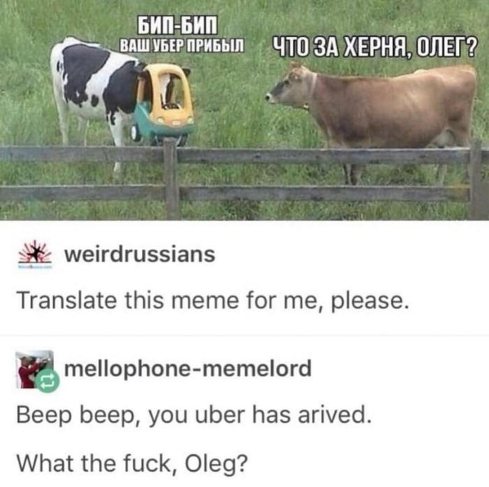 Suddenly. (stealed from reddit) - Reddit, Cow, Translation