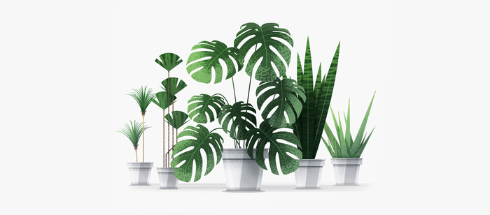 Vector house plants - My, Illustrations, Vector graphics, Houseplants, Plants, Minimalism, Longpost