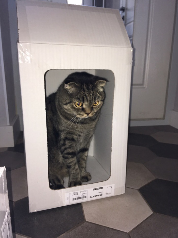 The cat climbed into the box from under the trash can - cat, Box