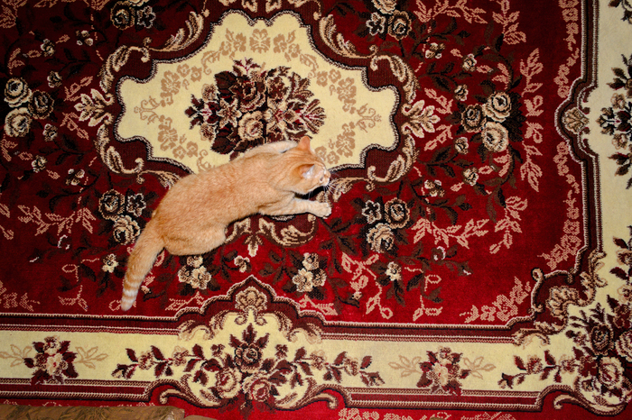 What is this rug hanging on the wall for? - My, Nikon d3100, 18-55 kit, cat, Longpost, Carpet