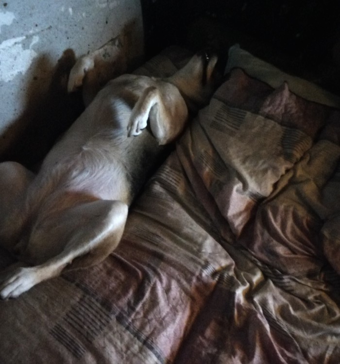 Сколько счастья в одной собаке