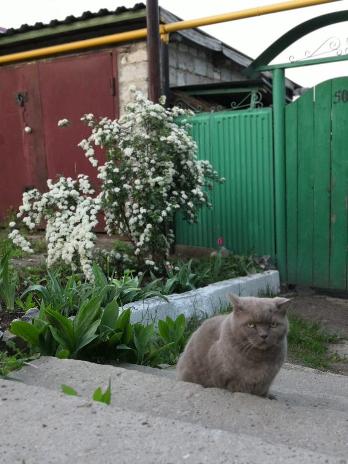 universal sadness - My, , cat, Sight, Sadness, Grey, Longpost