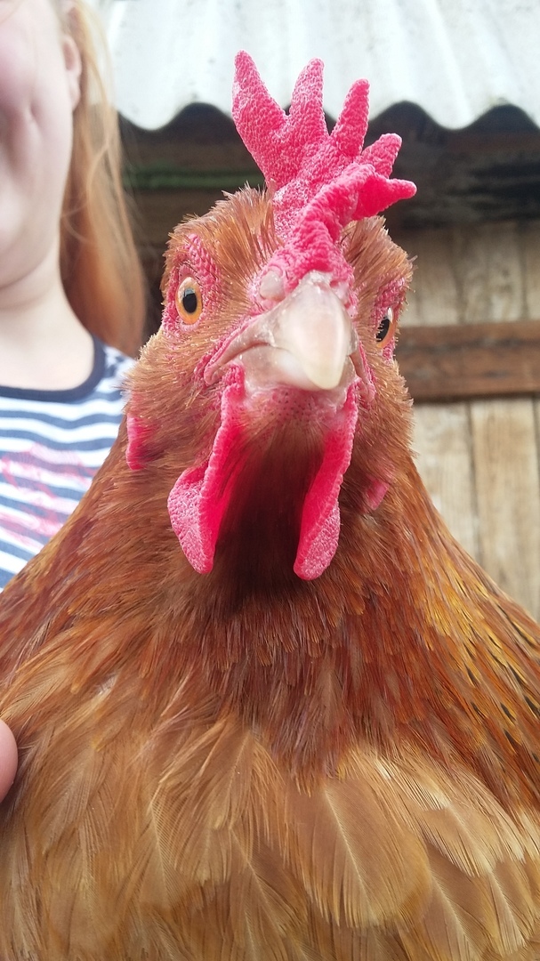 A little chicken in your feed) - My, Birds, Village, Animals, Photo on sneaker, 