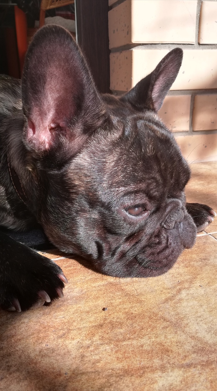 Мой Храпун печального образа