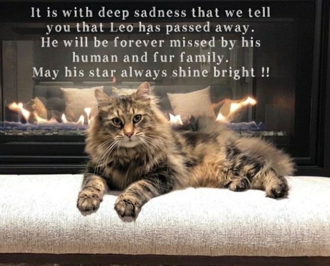 A couple of hours ago, such a sad post appeared on Leo's Instagram. - Stephen King, cat, Pet cemetery, Sadness, Stephen King Pet Sematary