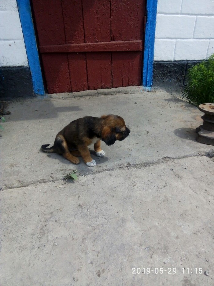 Eared replenishment at home. - My, Dog, Longpost, The photo, Puppies