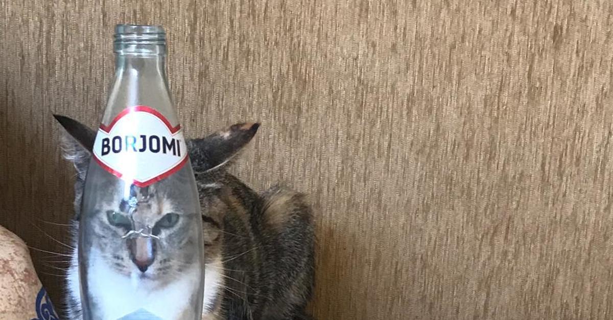 Пить боржоми фраза. Кот и минералка. Кот с бутылкой. Боржоми Мем. Кот и Боржоми.