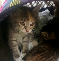 Kittens looking for a home - Moscow, Podolsk, Kittens, cat, No rating, In good hands, Good league, Help, Longpost, Helping animals