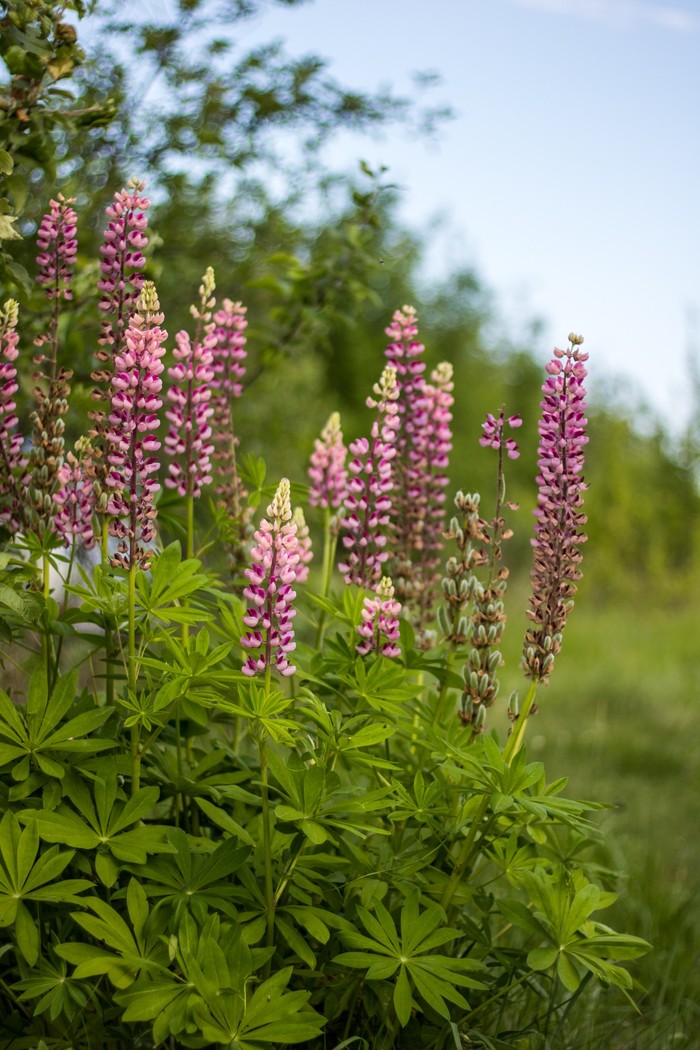 In search of lupins and chamomile field - My, The photo, Flowers, Nature, Lupine, Chamomile, Longpost