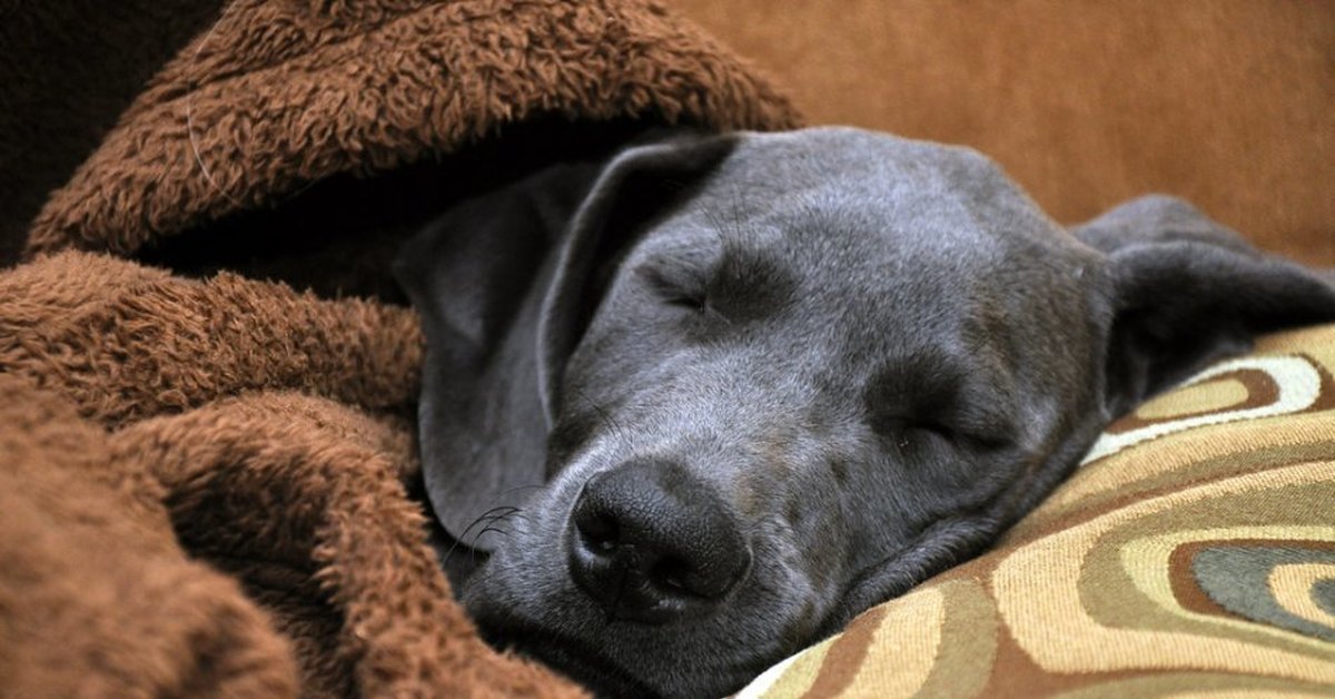 Черная собака во сне к чему снится. Собака в пледе. Что снится собакам.