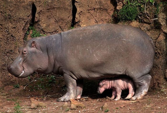 To Children's Day - Children Protection Day, hippopotamus