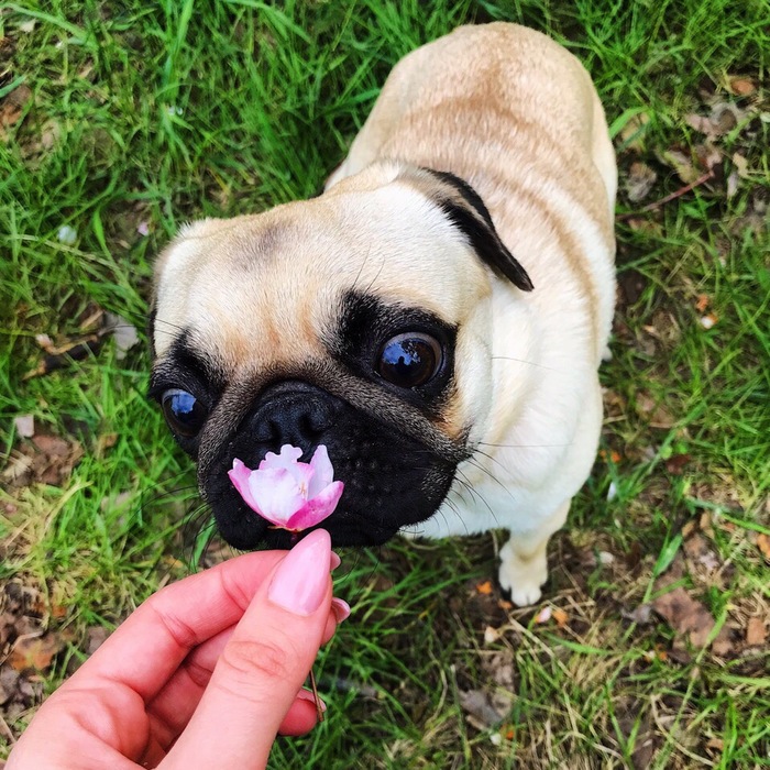 Today the long-awaited summer has come, it's time to take the final photo - My, Pug, Seasons, Summer, Dog, Love, Milota, Longpost