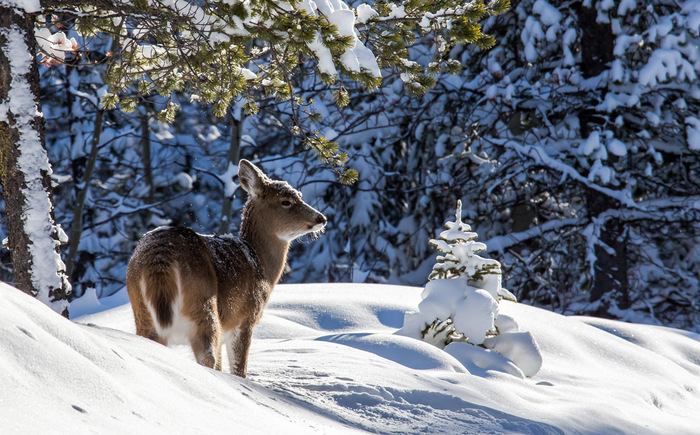 Winter photos from Canada - My, Calgary, Wild animals, Deer, Winter, The photo, Longpost, Deer