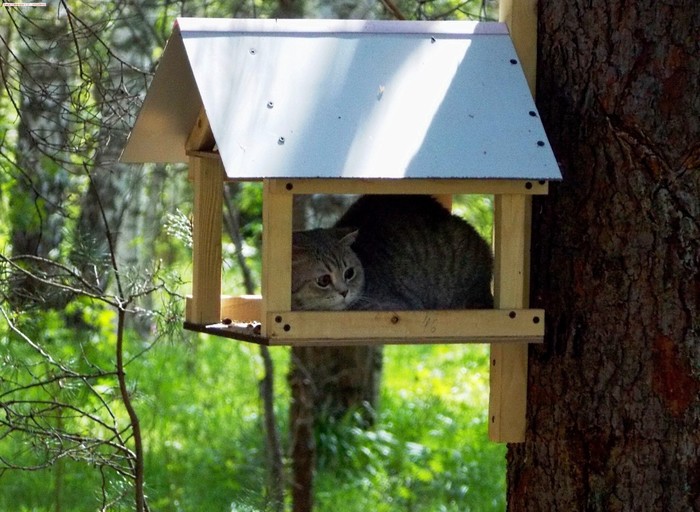 You say squirrels climb into your feeder? - My, Trough, Forest, cat