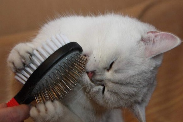 If for a cat, then expensive - My, Prices, Catomafia, Comb, Luxury, cat