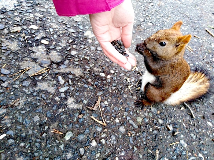 Chip and Dale are in a hurry for seeds!!! - My, The park, Longpost, Squirrel