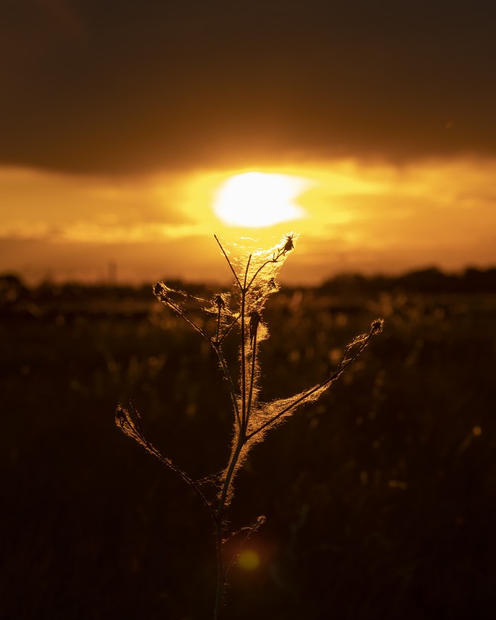 dawn - My, Beginning photographer, Sunrises and sunsets, Grass, Backlight, The sun, Sky