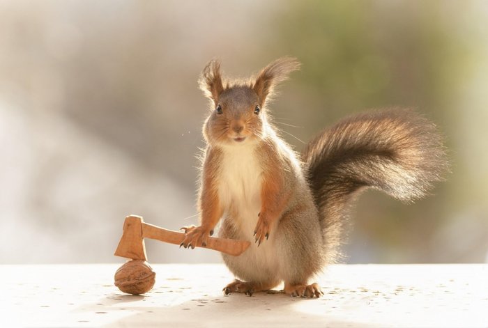 lumberjack squirrel - The photo, Milota, Squirrel, Animals