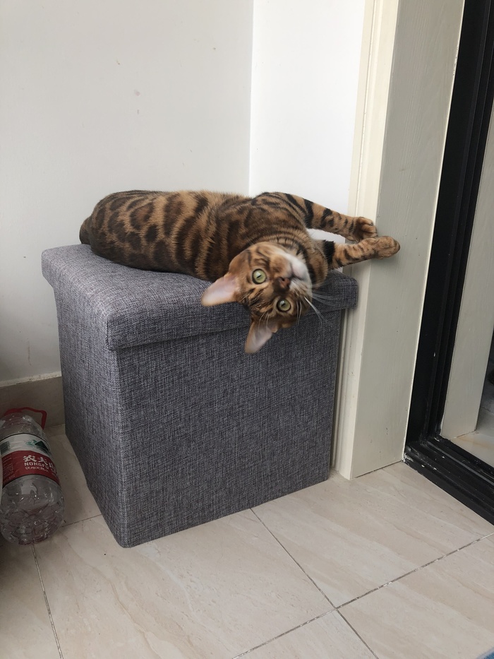 How to punish a bengal? - My, Bengal cat, Bengal, cat, Punishment