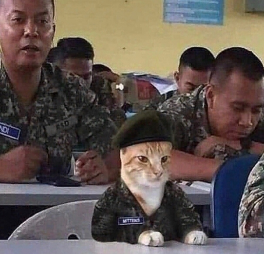 Private Meow - cat, Private