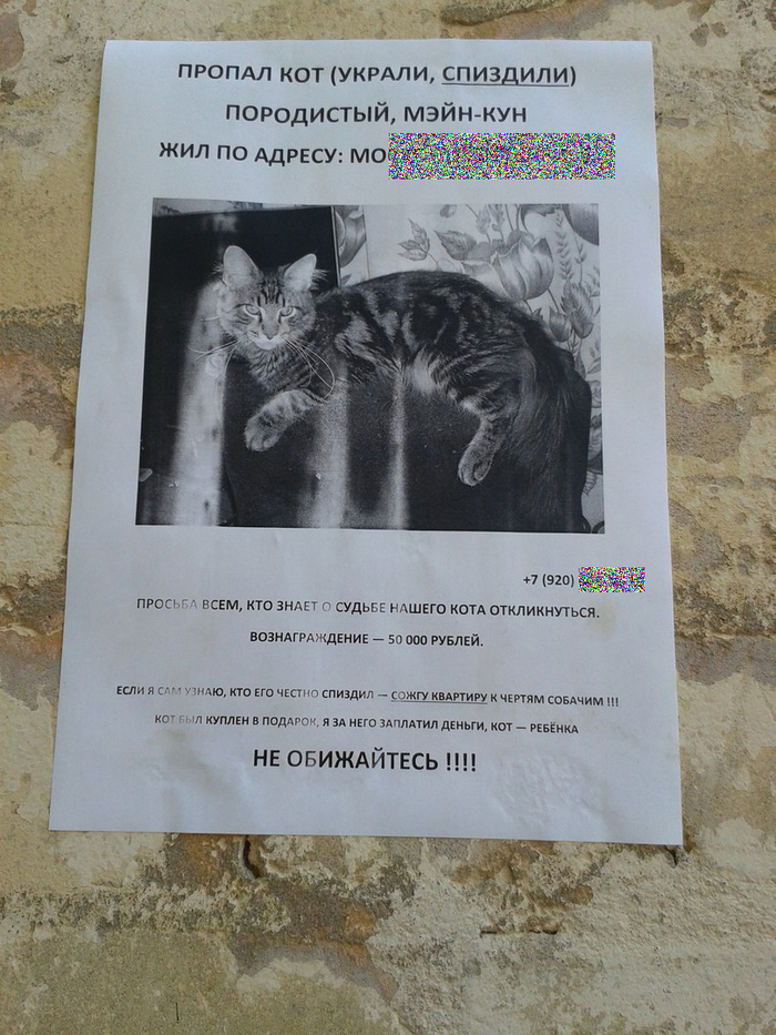 Announcement: missing cat - Announcement, Lost cat, cat, Mat